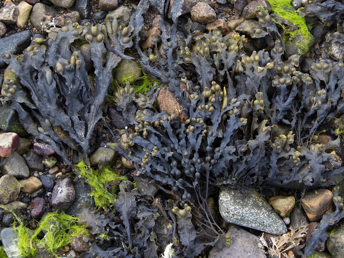 Fucus vesiculosus